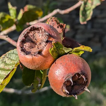 Hébergement de vacances Casa Do Valo Amonde
