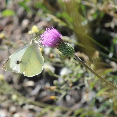 Hébergement de vacances Casa Do Valo *