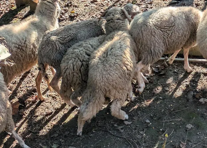 Tatil Evi Casa Do Valo Amonde