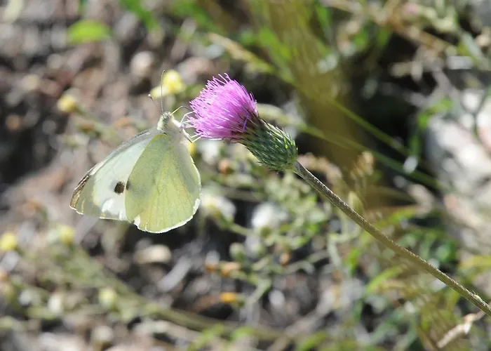 Tatil Evi Casa Do Valo *